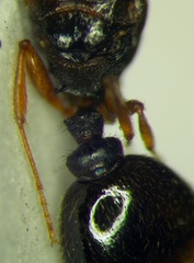 Tetramorium caespitum