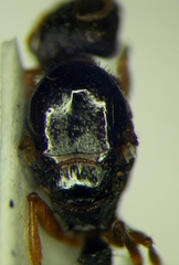 Tetramorium caespitum