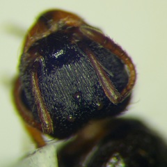 Tetramorium caespitum