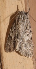 Acronicta longa