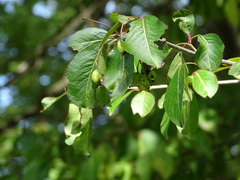 Viburnum lentago