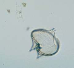 Protoperidinium depressum