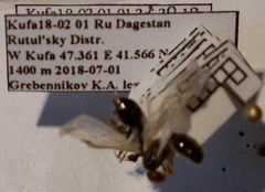 Tetramorium caespitum