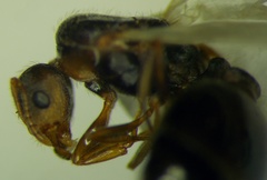 Tetramorium caespitum