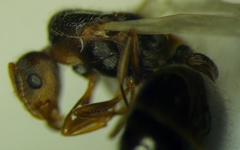 Tetramorium caespitum