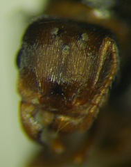 Tetramorium caespitum