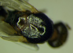 Tetramorium caespitum