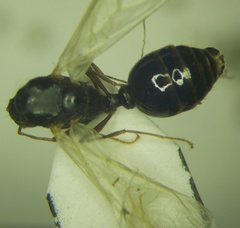 Tetramorium caespitum