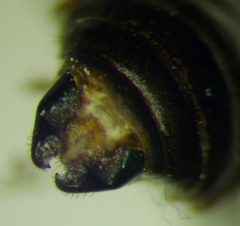 Tetramorium caespitum