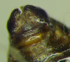 Tetramorium caespitum