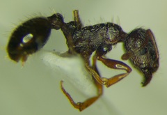 Tetramorium caespitum