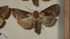 Abrostola triplasia