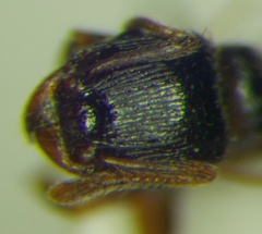 Tetramorium caespitum