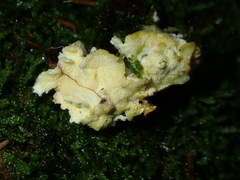Antrodiella citrinella