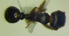 Tetramorium caespitum