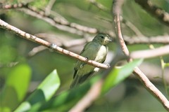 Sylviparus modestus
