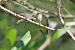 Sylviparus modestus