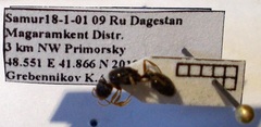 Tetramorium caespitum