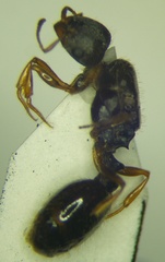 Tetramorium caespitum