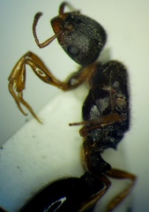 Tetramorium caespitum