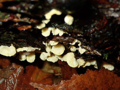 Antrodiella citrinella