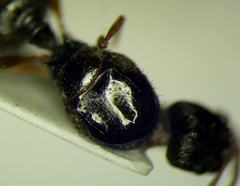 Tetramorium caespitum