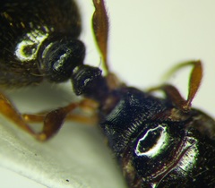 Tetramorium caespitum