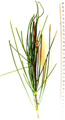 Anginon difforme