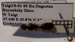 Tetramorium caespitum