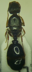 Tetramorium caespitum