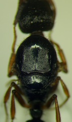 Tetramorium caespitum