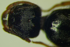 Tetramorium caespitum