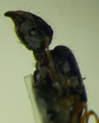 Tetramorium caespitum