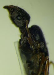 Tetramorium caespitum