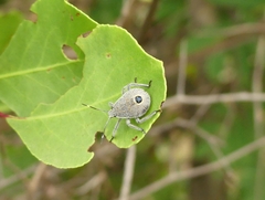Erthesina acuminata