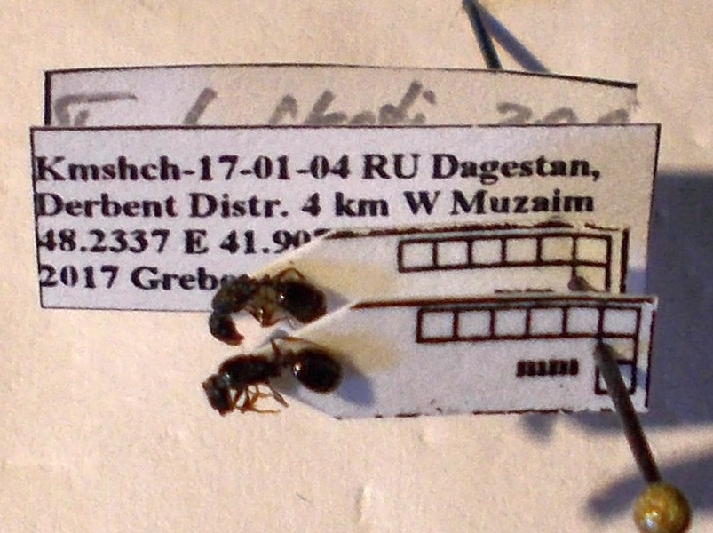 Tetramorium chefketi