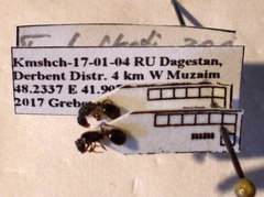 Tetramorium chefketi