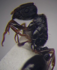 Tetramorium chefketi