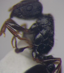 Tetramorium chefketi