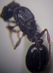 Tetramorium chefketi