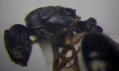 Tetramorium chefketi