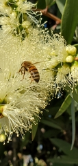 Apis mellifera