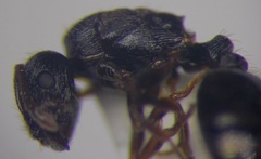 Tetramorium chefketi