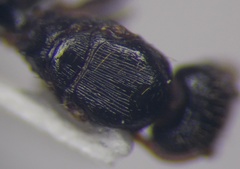 Tetramorium chefketi