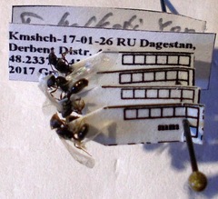 Tetramorium chefketi
