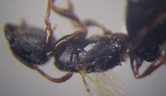 Tetramorium chefketi