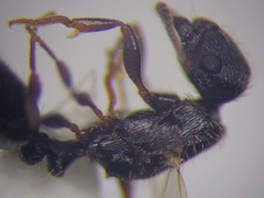 Tetramorium chefketi