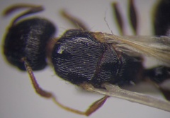 Tetramorium chefketi