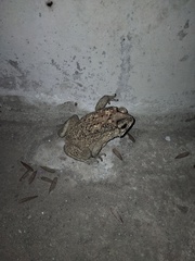 Duttaphrynus melanostictus