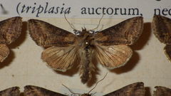 Abrostola triplasia